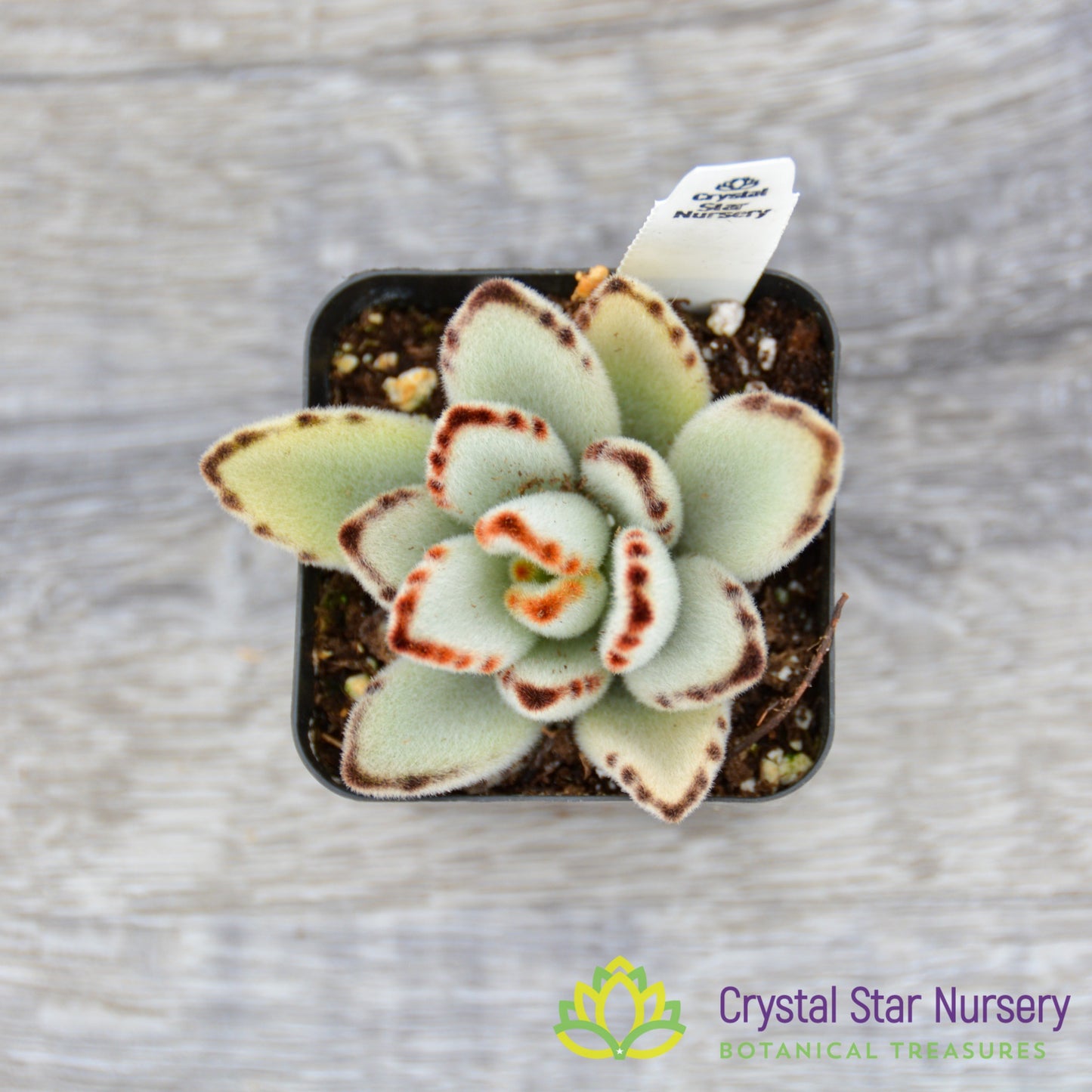 Kalanchoe Tomentosa 'Panda Plant'