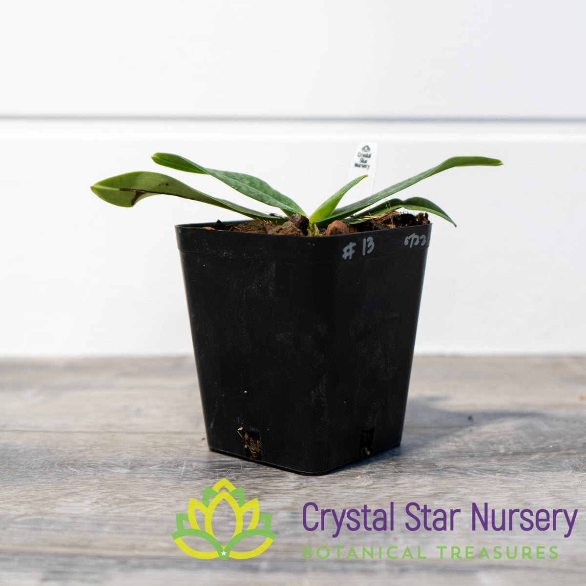 Paphiopedilum Magic Lantern X Emersonii (13)