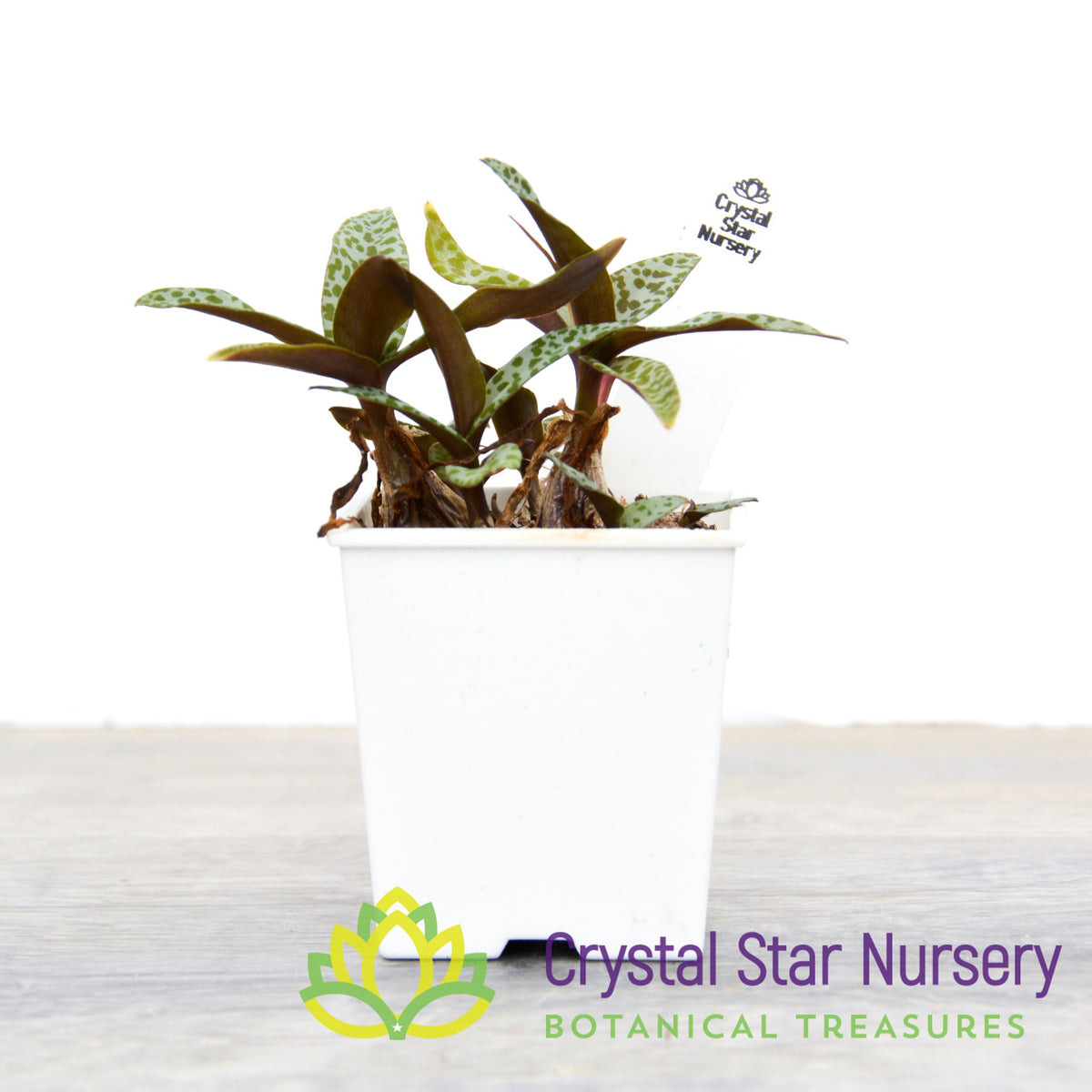 Ledebouria Socialis &#39;Silver Squill&#39;