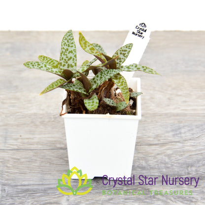 Ledebouria Socialis 'Silver Squill'