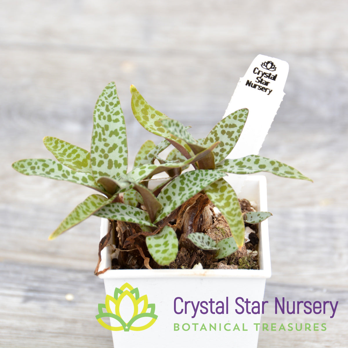 Ledebouria Socialis &#39;Silver Squill&#39;
