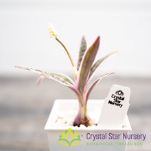 Ledebouria Socialis 'Juda' (Variegated Pink Squill)