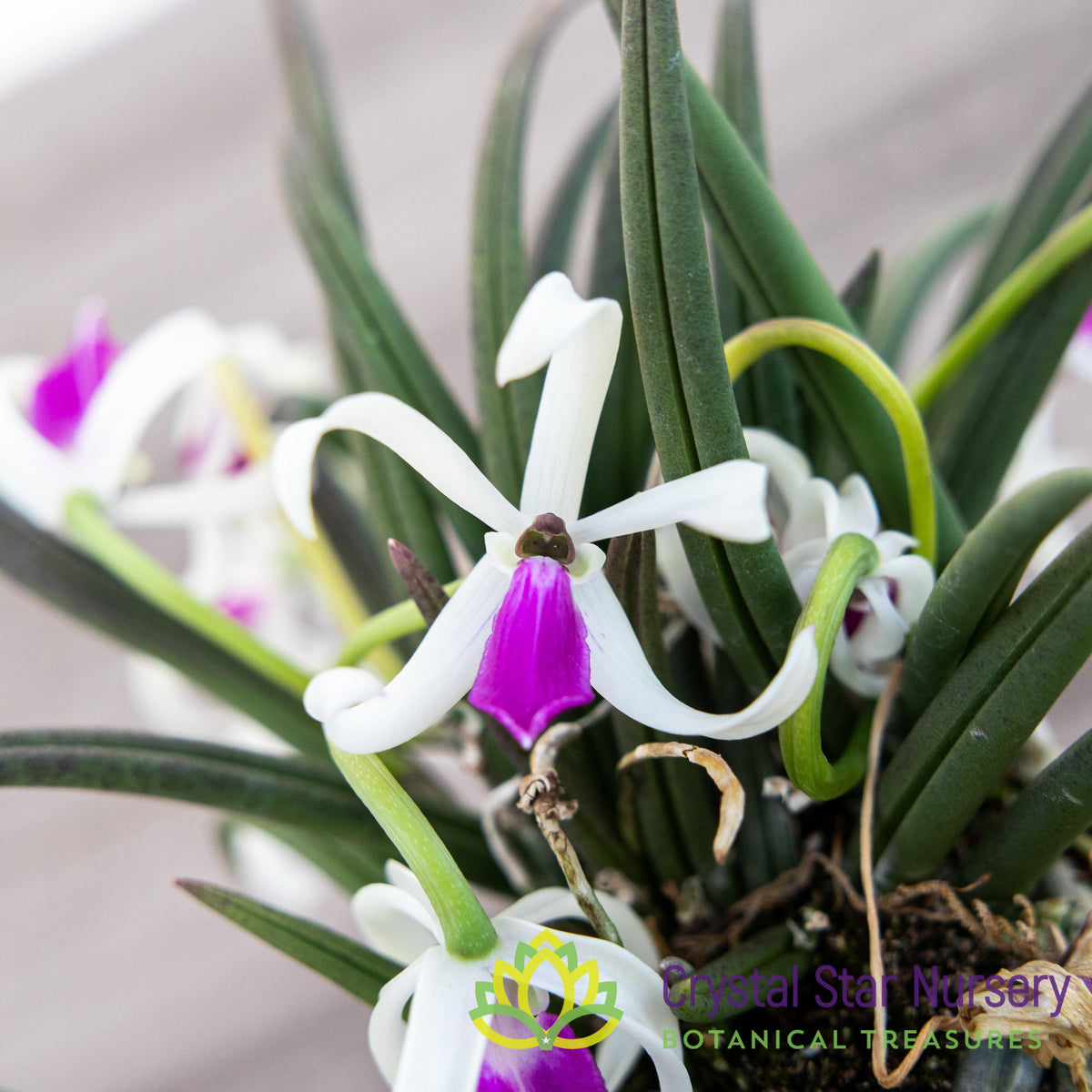 Leptotes Bicolor
