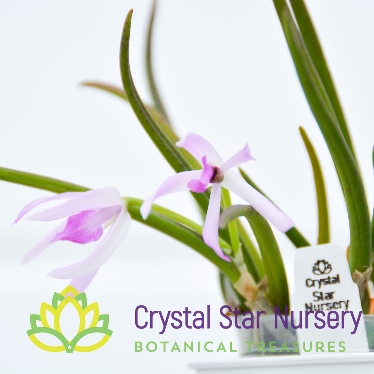 Leptotes Pohlitinocoi