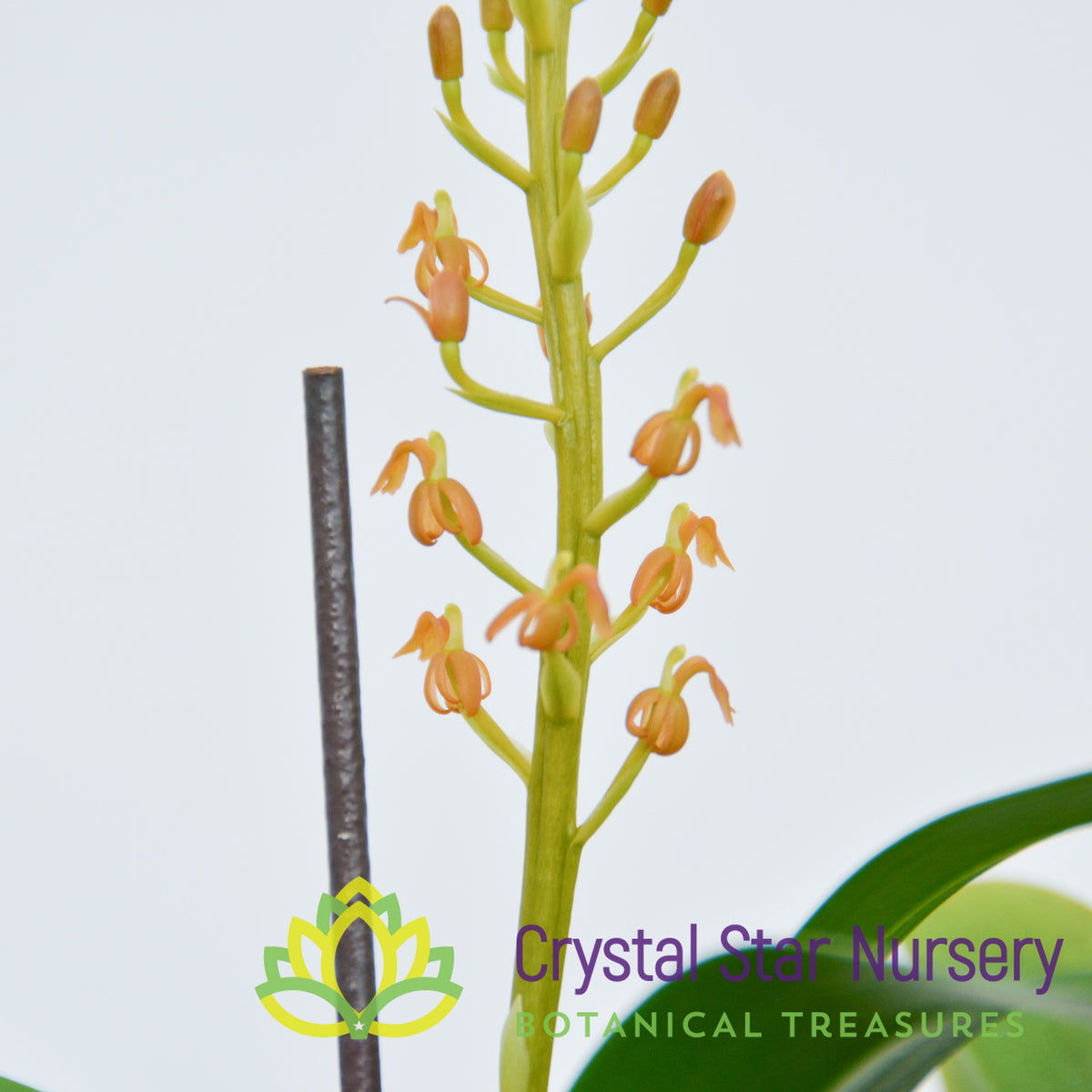 Liparis Grossa