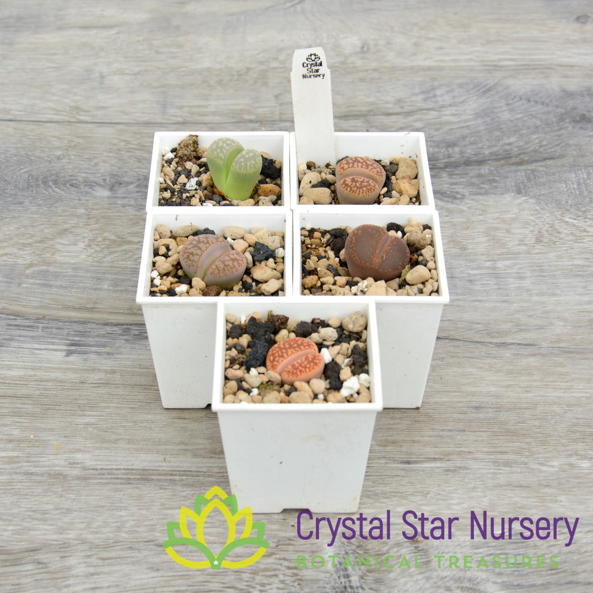 Lithops NOID Assorted