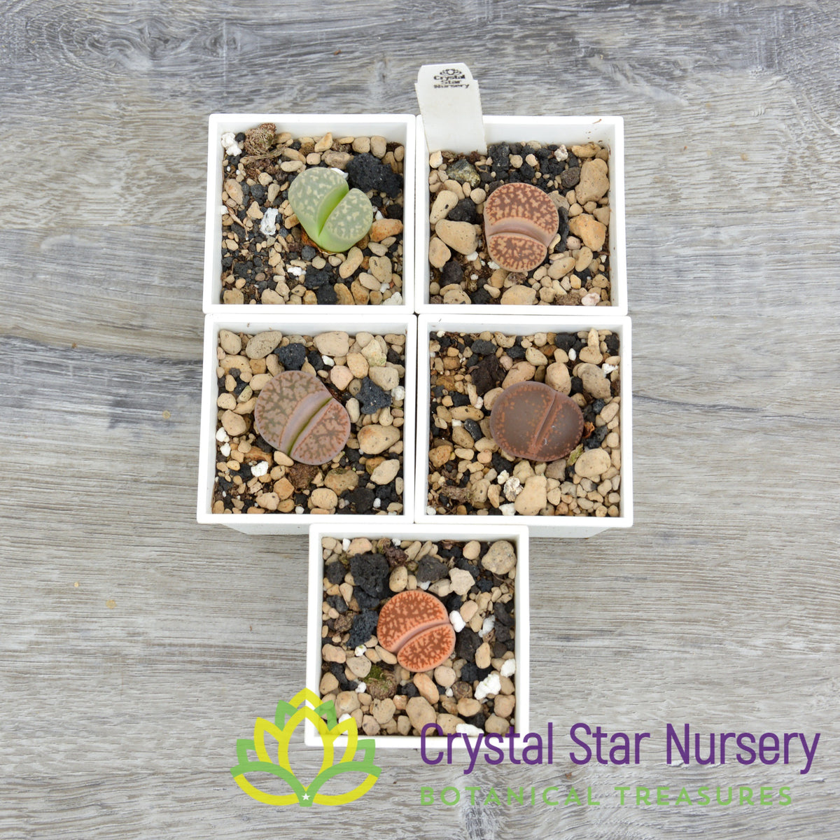 Lithops NOID Assorted
