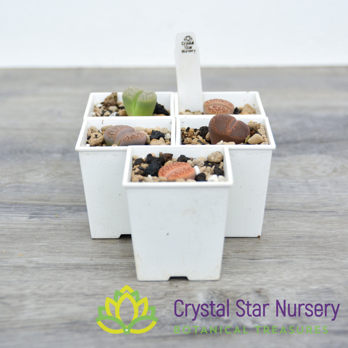 Lithops NOID Assorted