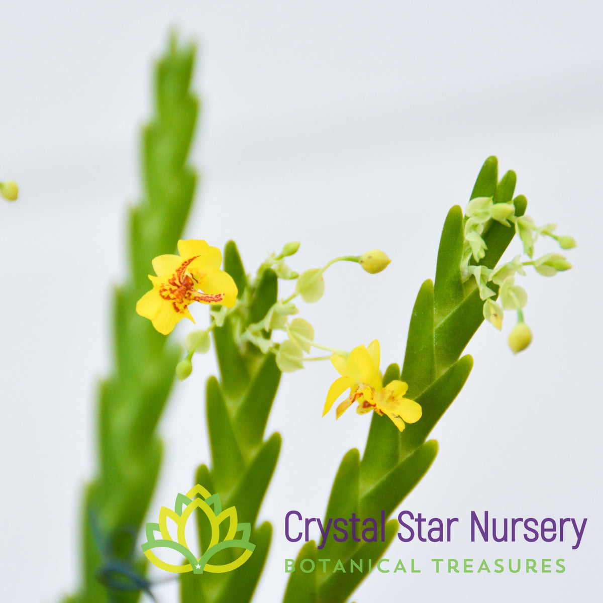 Lockhartia Lunifera x sib