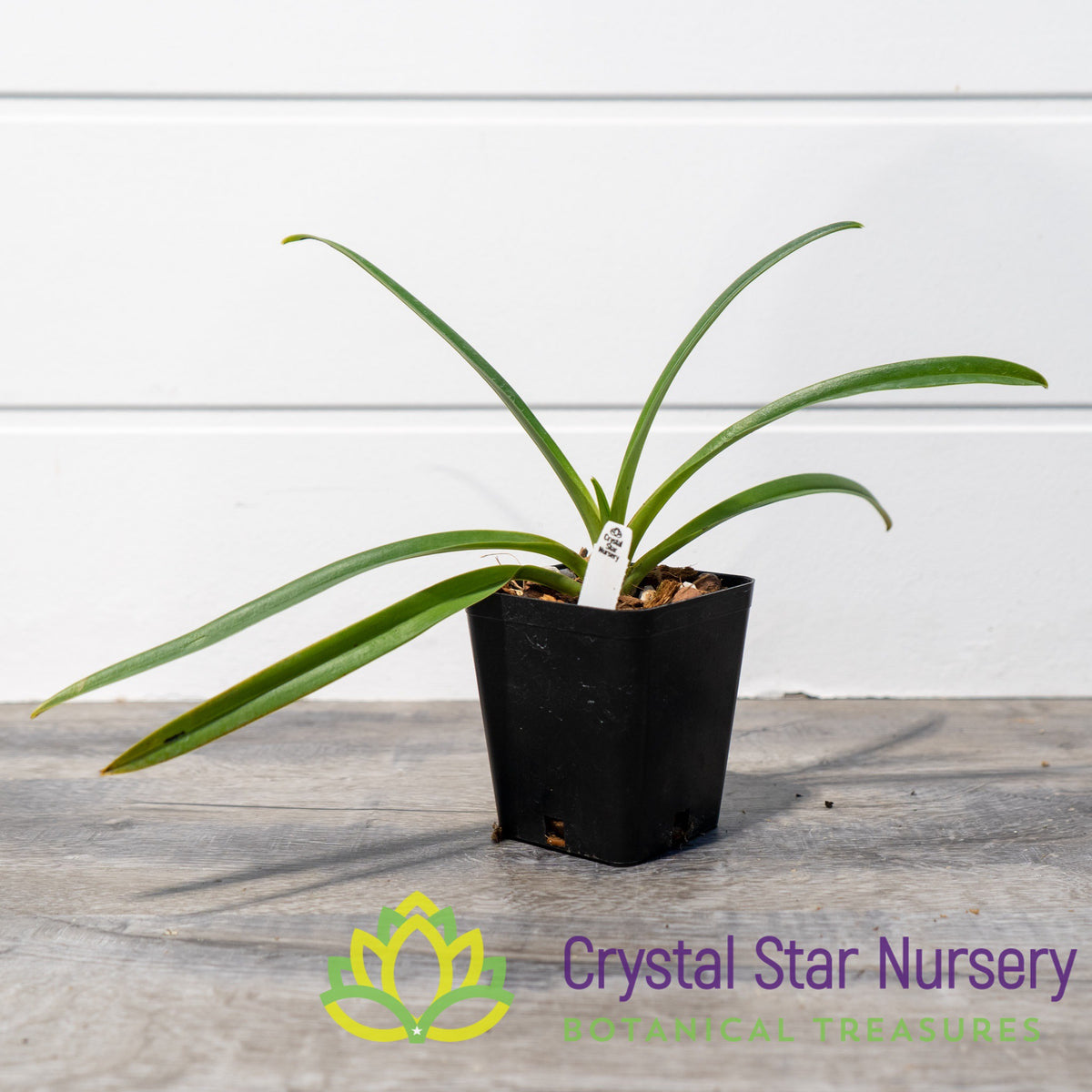 Paphiopedilum Hirsutissimum var Esquirolei (PN29)