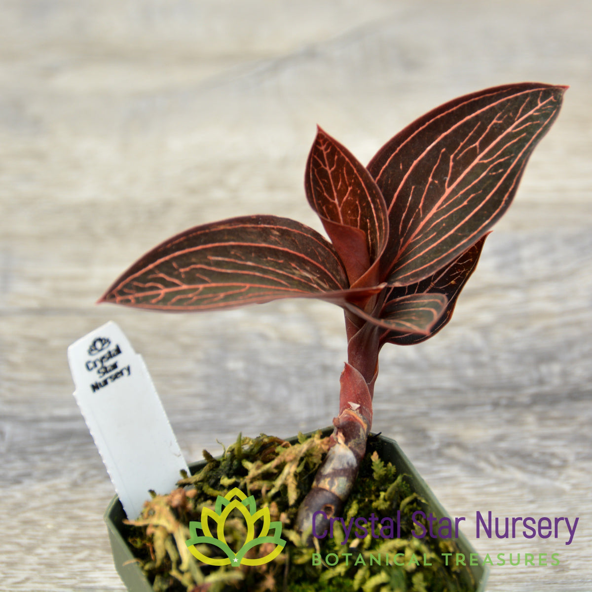 Ludisia Discolor