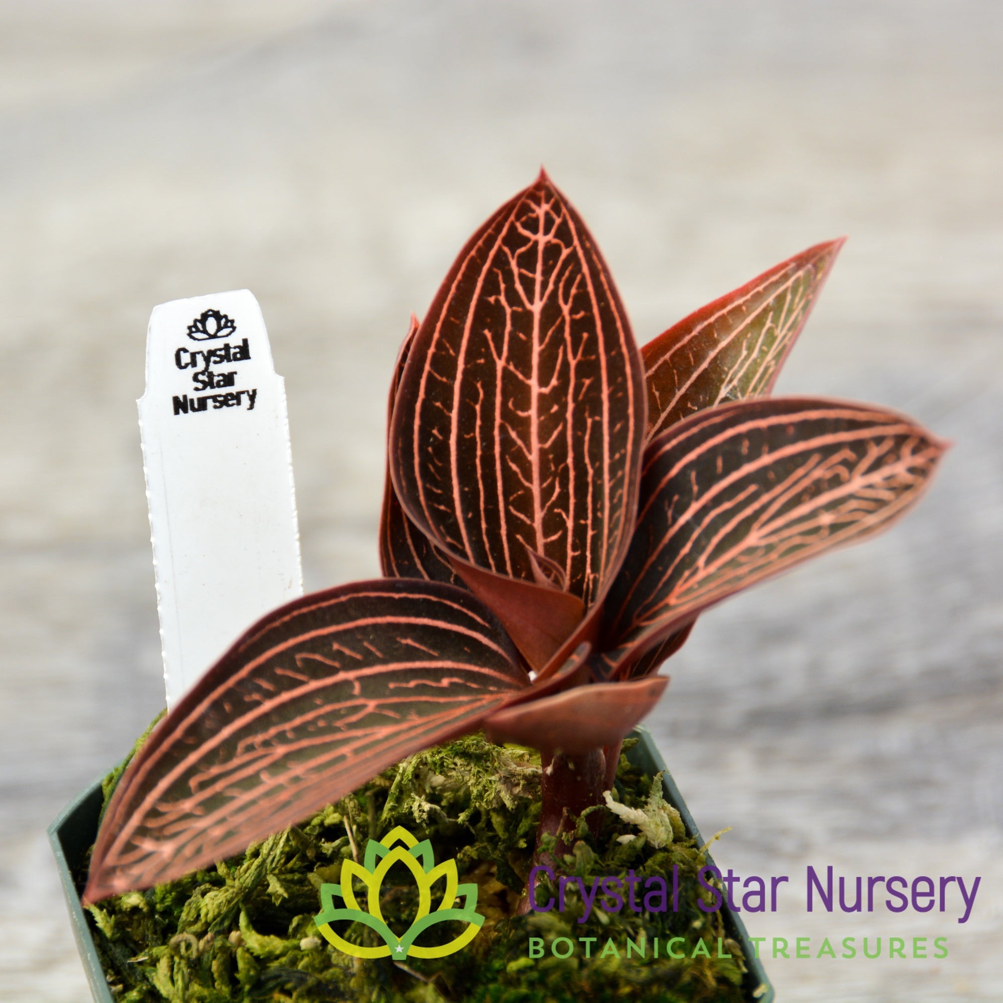 (Ludisia Discolor X Anoectochilus Roxburghii) X A. Roxburghii