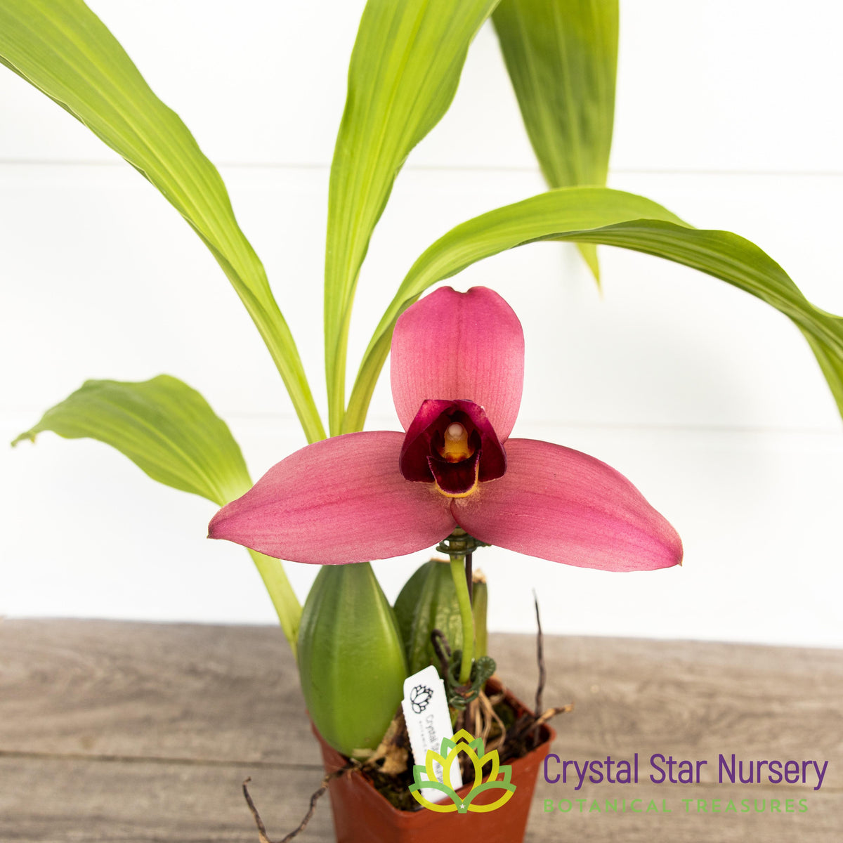 Lycaste Fire Bird