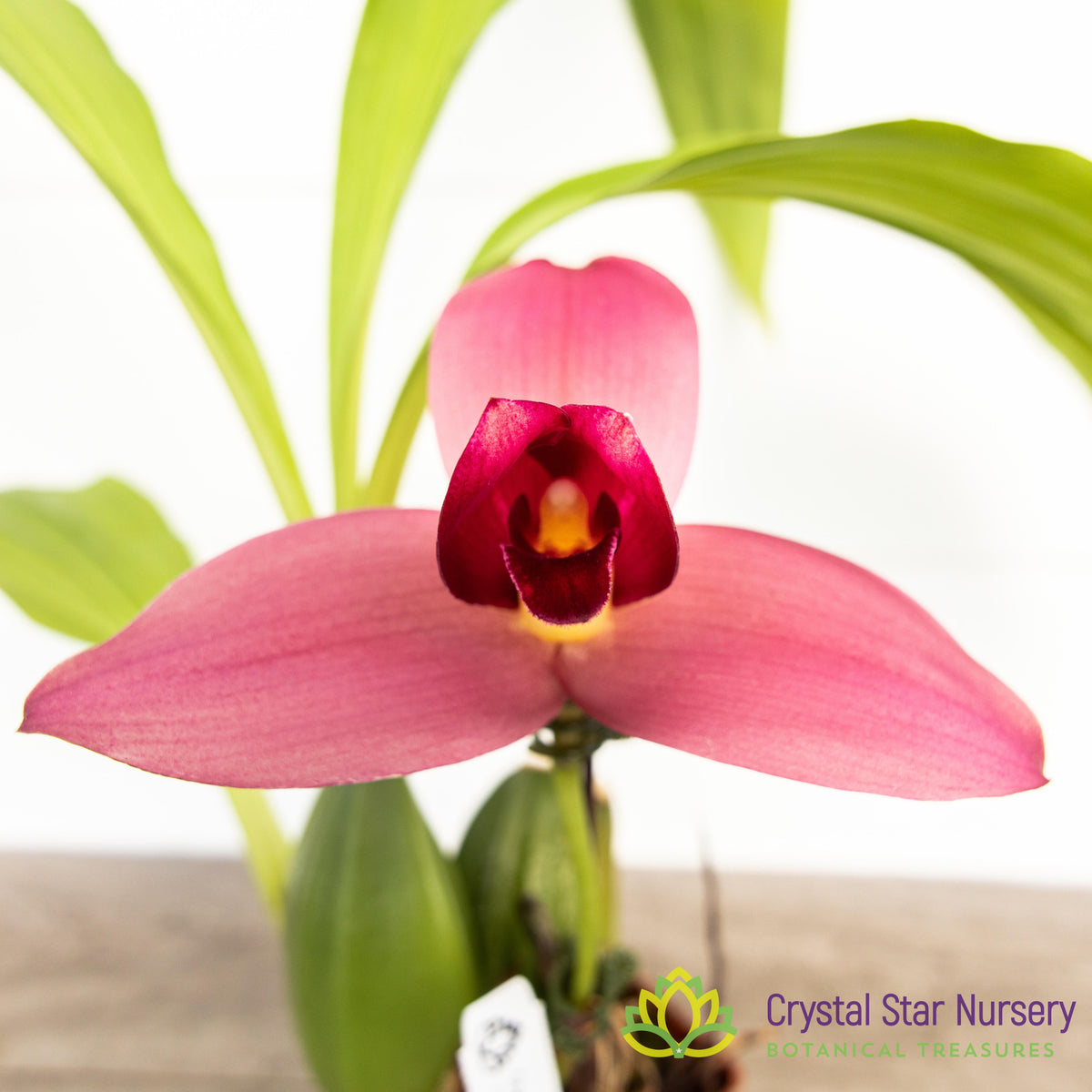 Lycaste Fire Bird