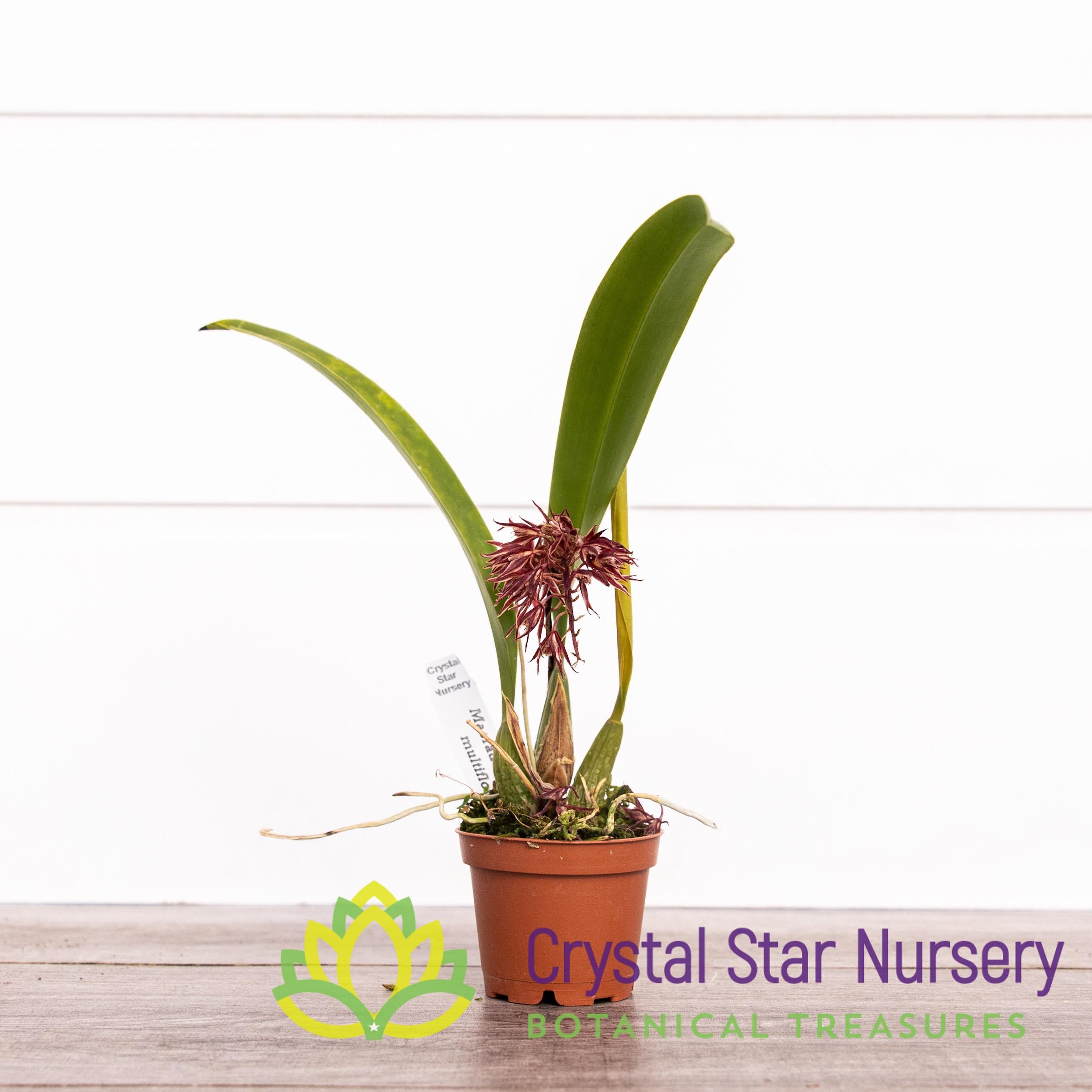 Macradenia Multiflora – Crystal Star Nursery