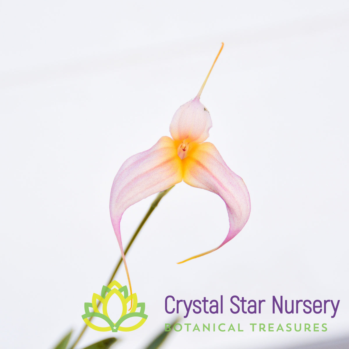 Masdevallia Crystal Follansbee