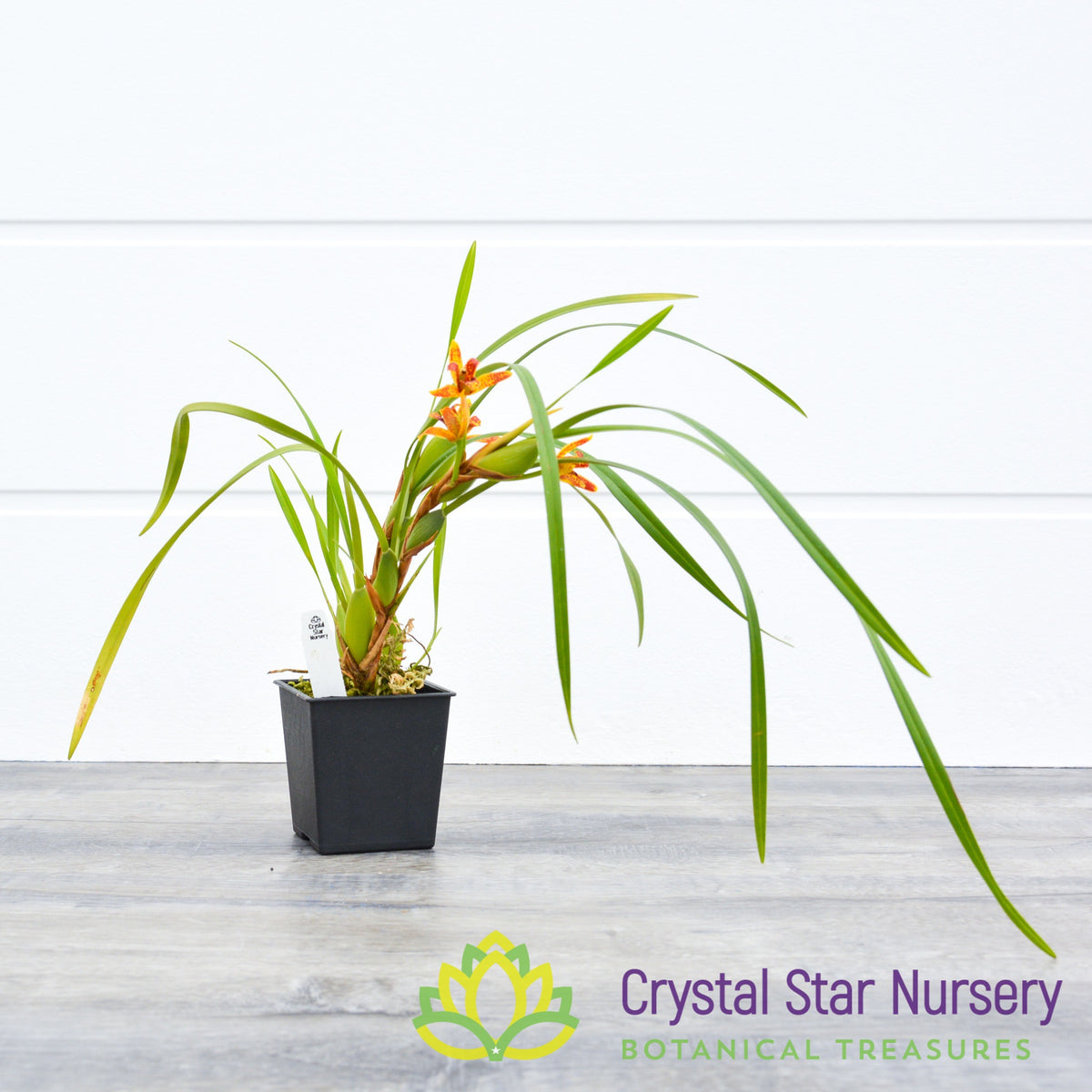 Maxillaria Memoria Ben Berliner 'Leopard'