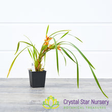 Maxillaria Memoria Ben Berliner 'Leopard'