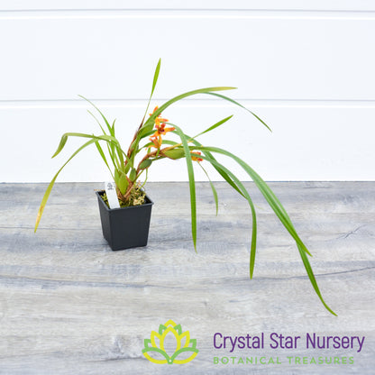 Maxillaria Memoria Ben Berliner 'Leopard'