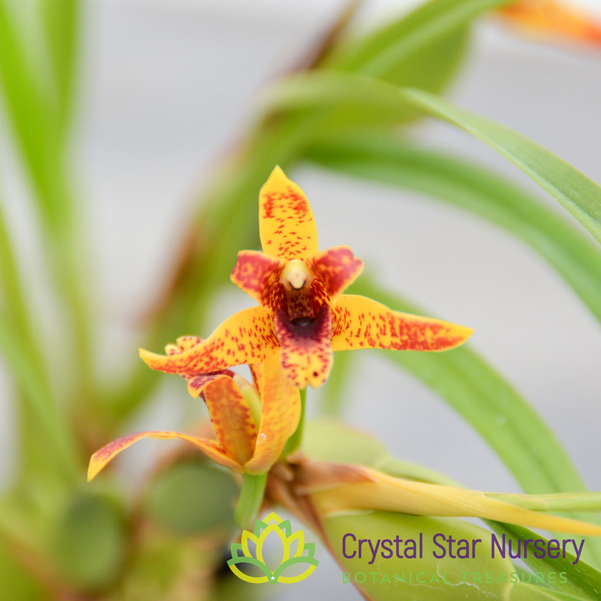Maxillaria Memoria Ben Berliner 'Leopard'