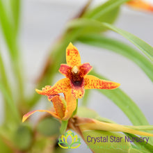Maxillaria Memoria Ben Berliner 'Leopard'