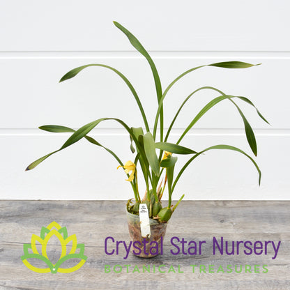 Maxillaria Porphyrostele