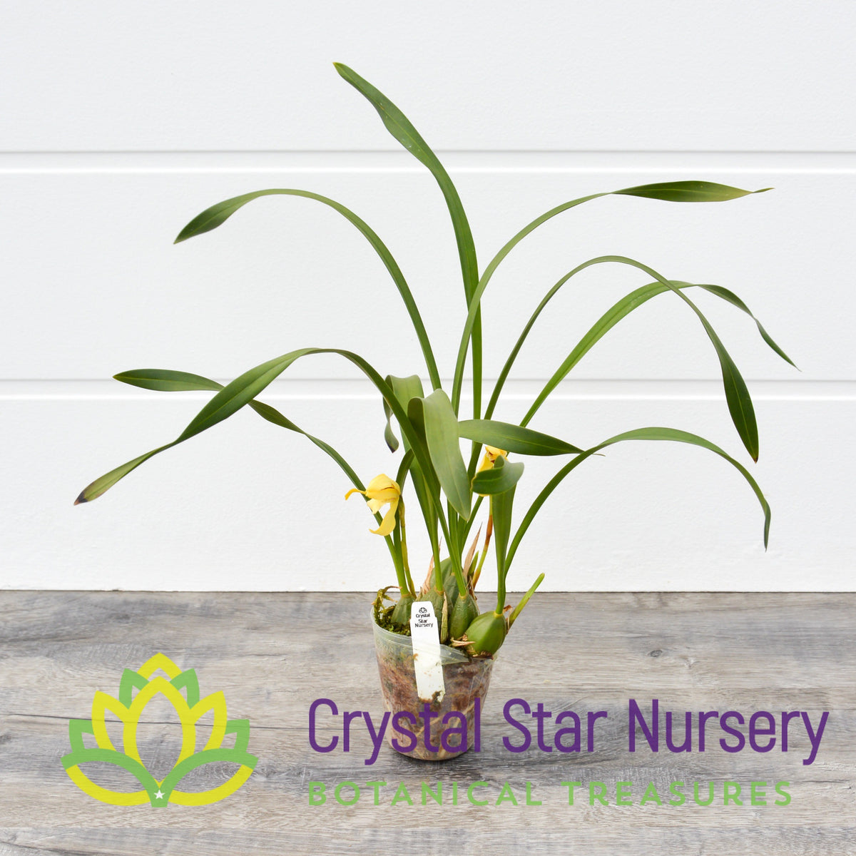 Maxillaria Porphyrostele