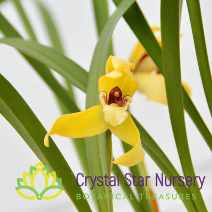 Maxillaria Porphyrostele