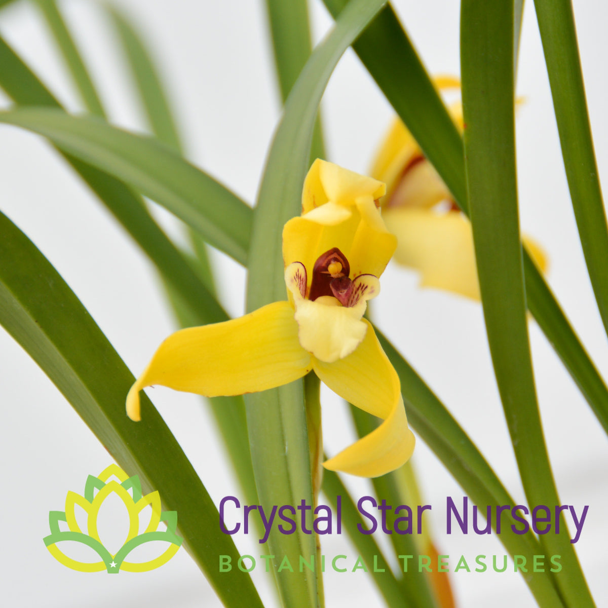 Maxillaria Porphyrostele