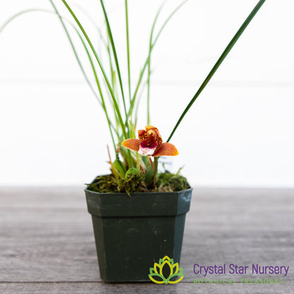 Maxillaria Sanguinea