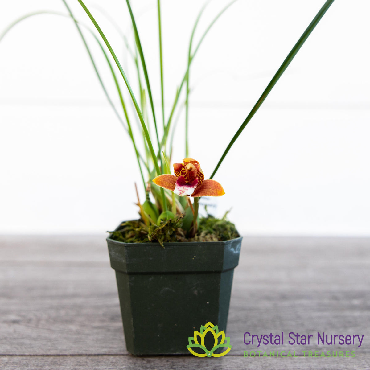 Maxillaria Sanguinea