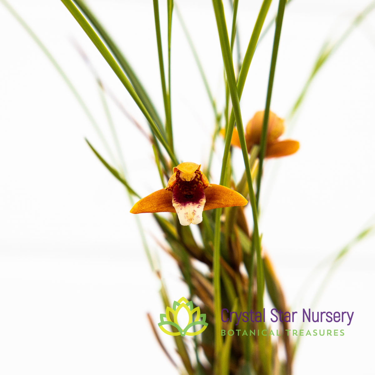 Maxillaria Sanguinea