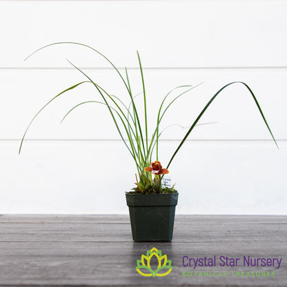 Maxillaria Sanguinea