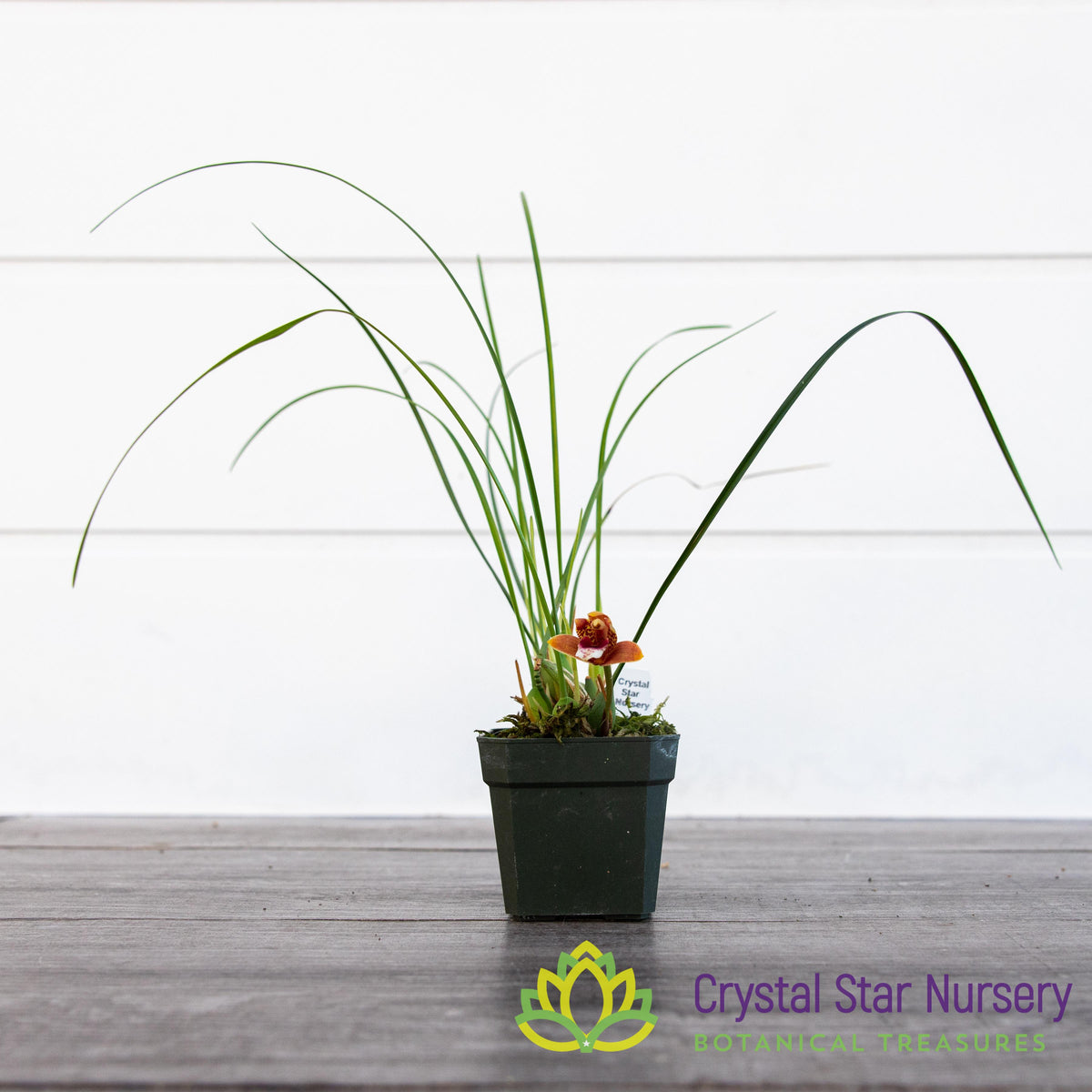 Maxillaria Sanguinea
