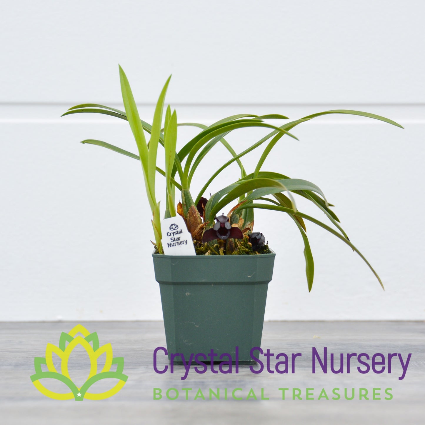 Maxillaria Schunkeana