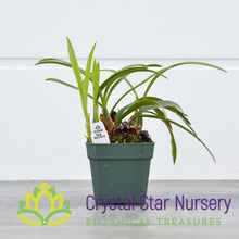 Maxillaria Schunkeana