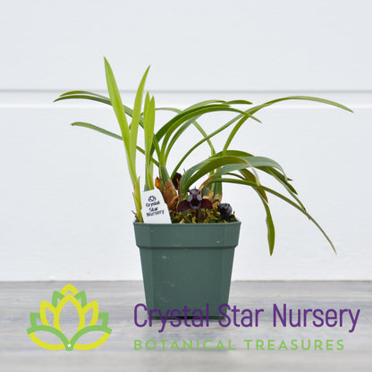 Maxillaria Schunkeana