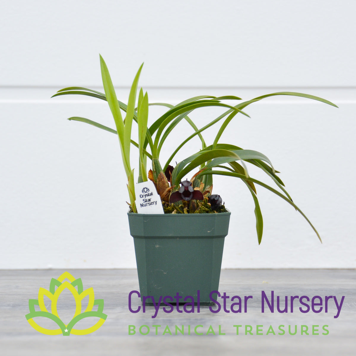 Maxillaria Schunkeana