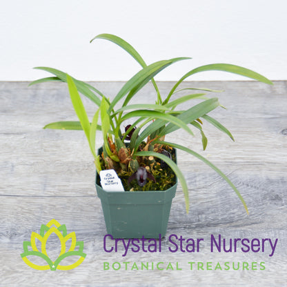 Maxillaria Schunkeana