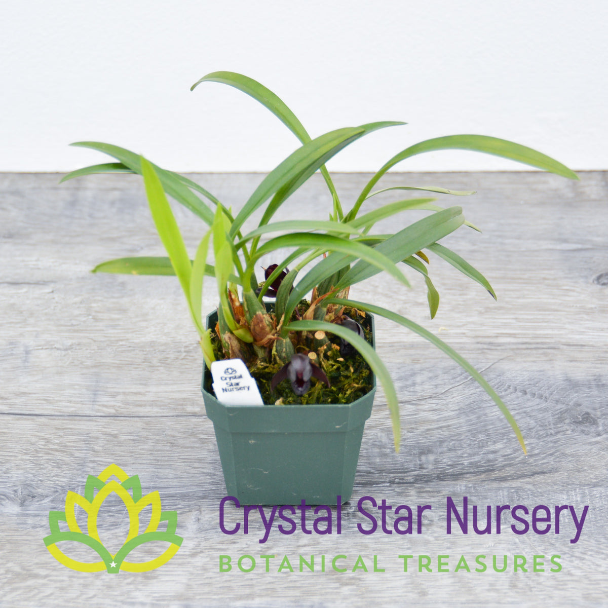 Maxillaria Schunkeana