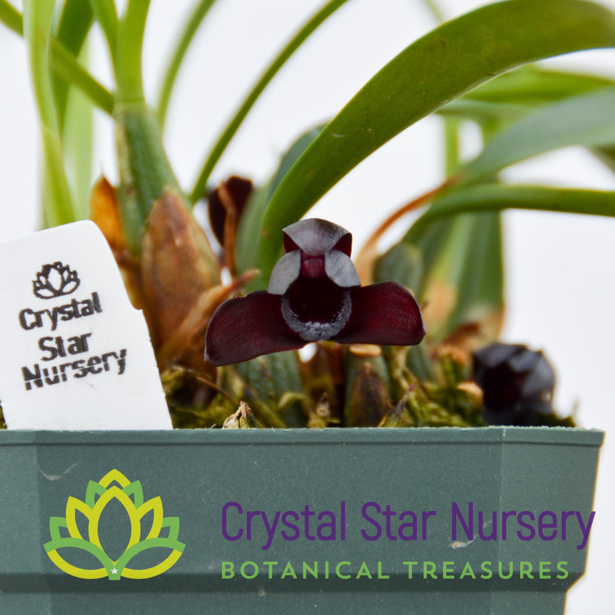 Maxillaria Schunkeana