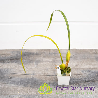 Maxillaria Tenuifolia Variegated