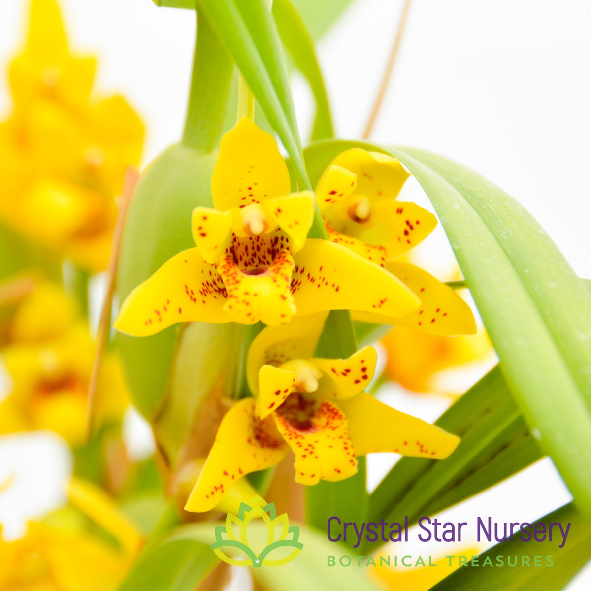 Maxillaria Tenuifolia x Variabilis