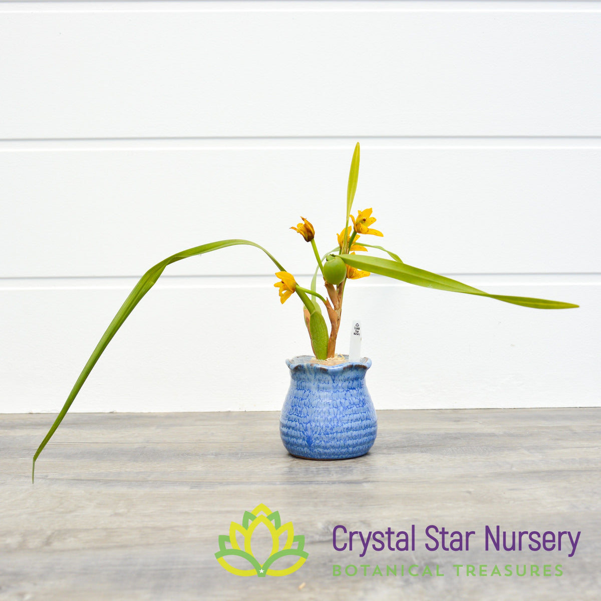Maxillaria Tenuifolia x Variabilis