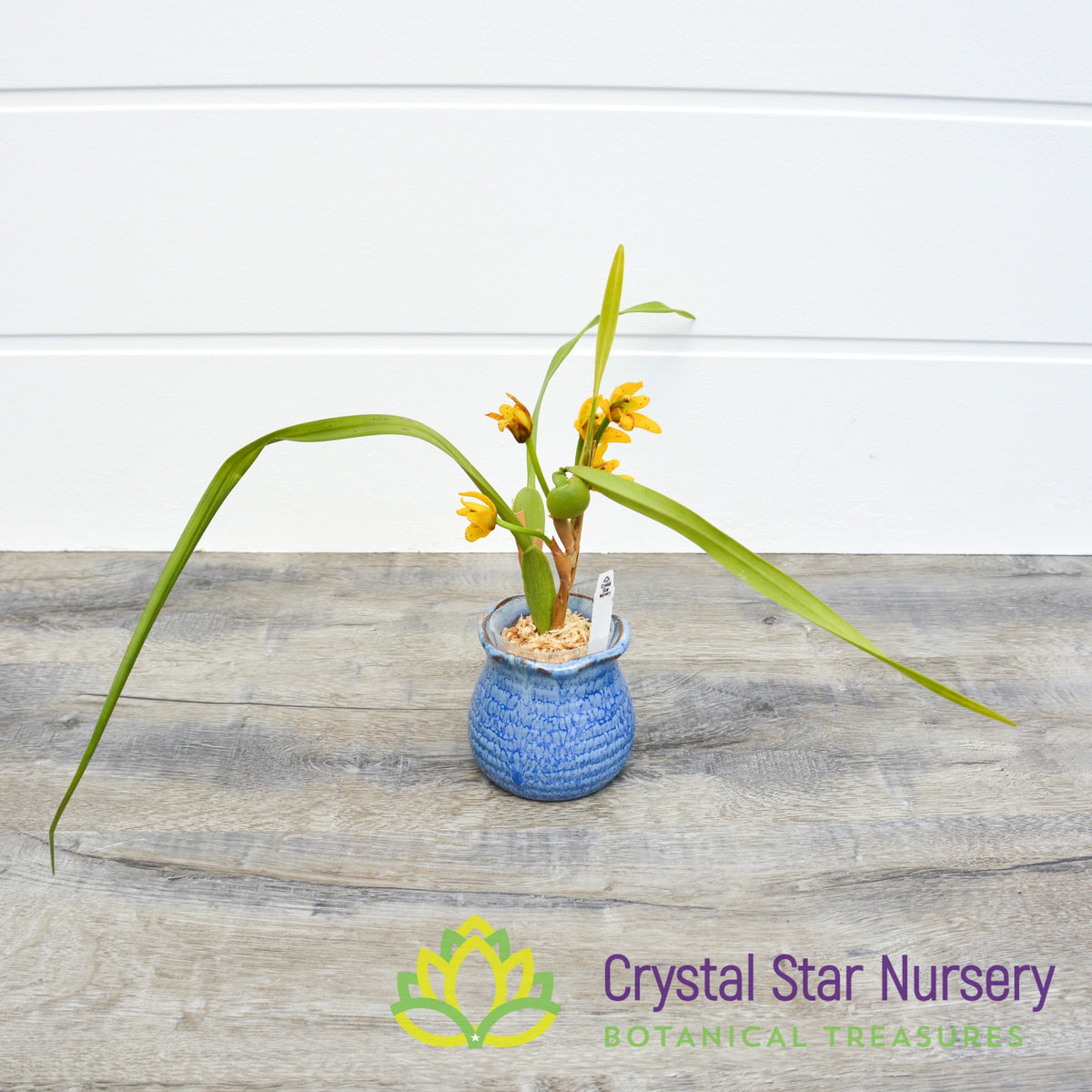 Maxillaria Tenuifolia x Variabilis