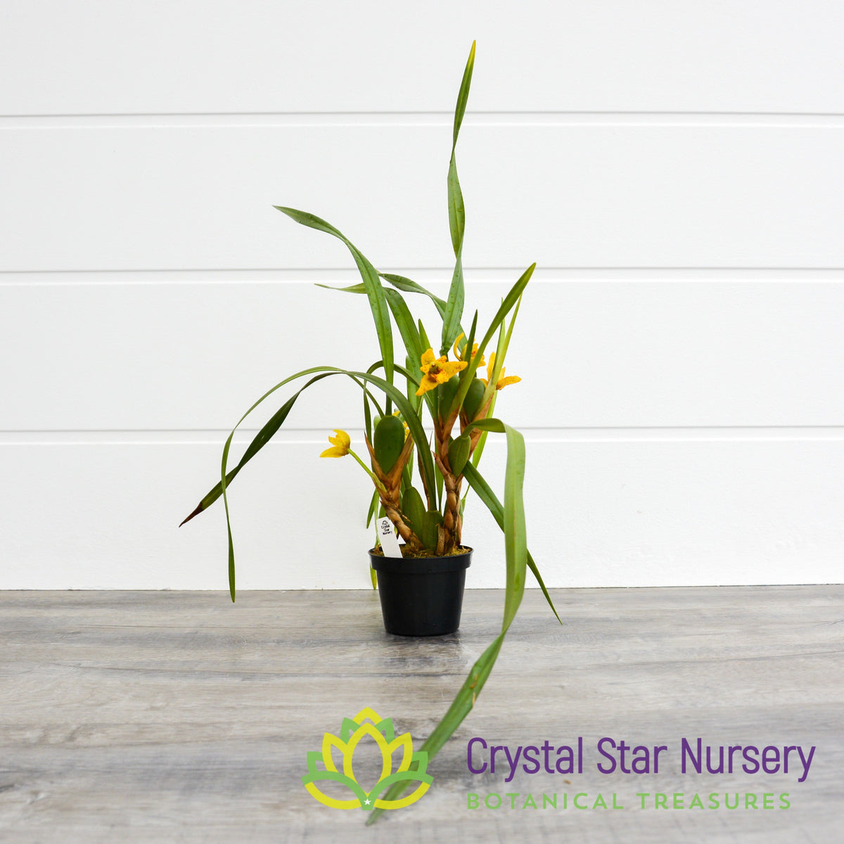 Maxillaria Tenuifolia x Variabilis