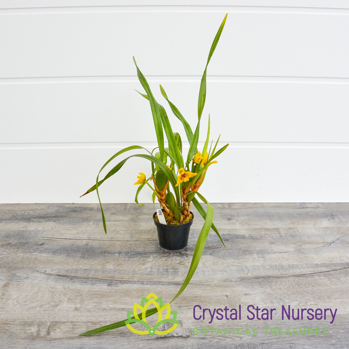Maxillaria Tenuifolia x Variabilis