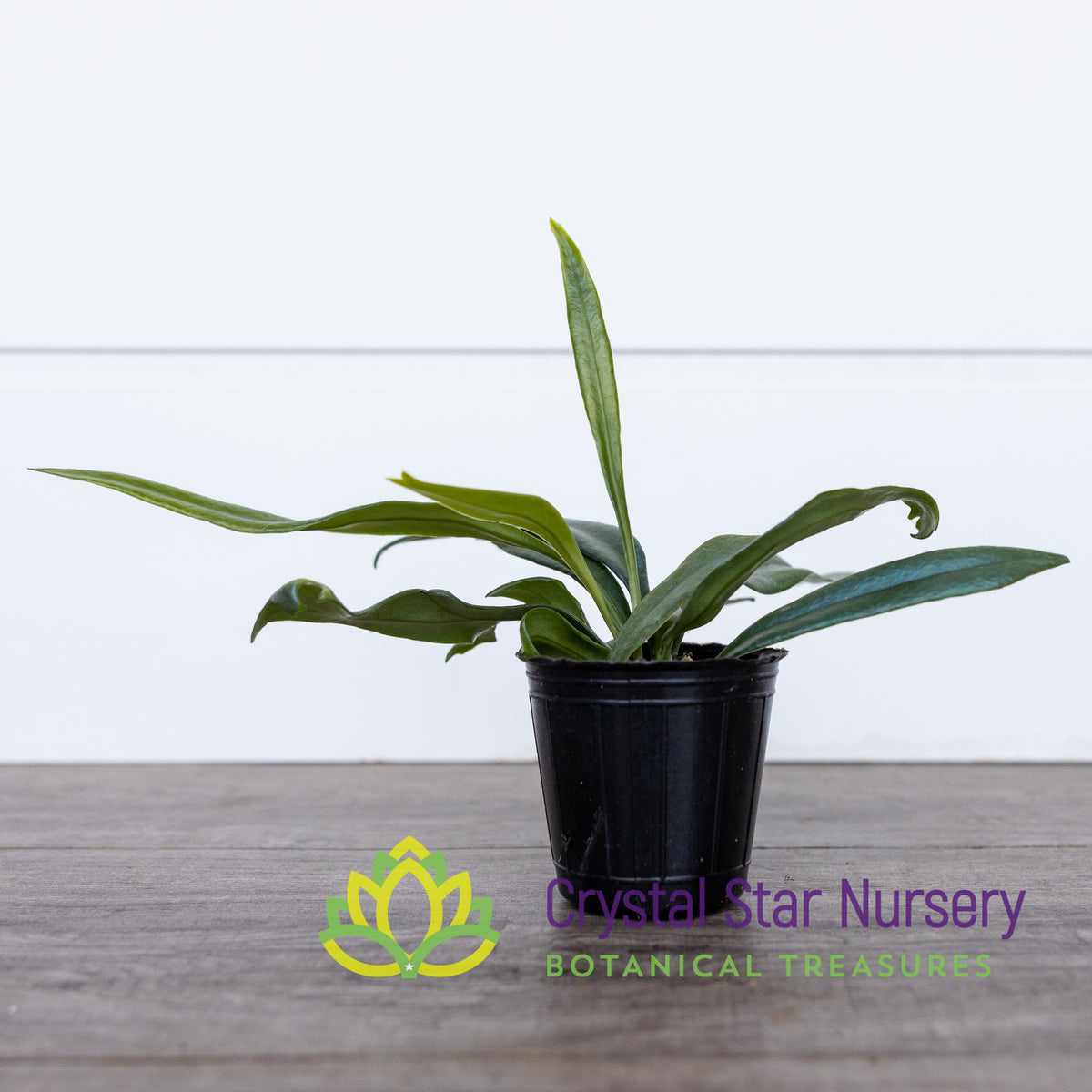 Microsorum steerei ‘Blue Star’