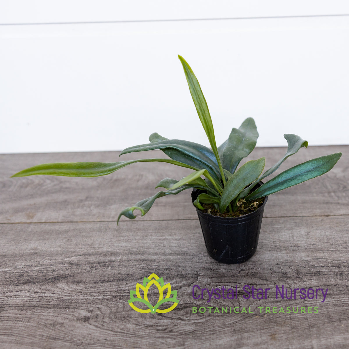 Microsorum steerei ‘Blue Star’