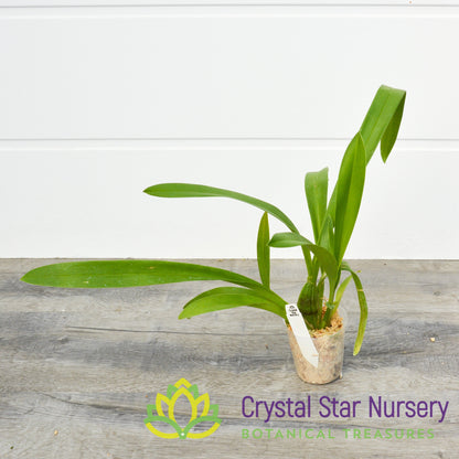 Miltonidium Guann Shin Rouge 'Ruby' (ONC-08)